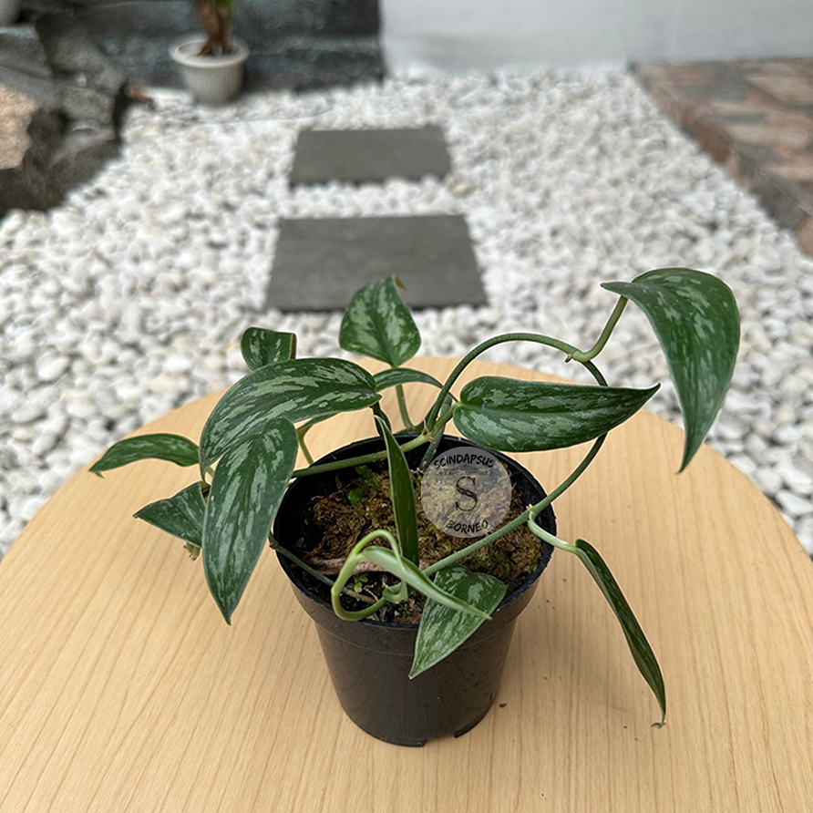 Scindapsus Pictus Green Tombak - Scindapsus Borneo
