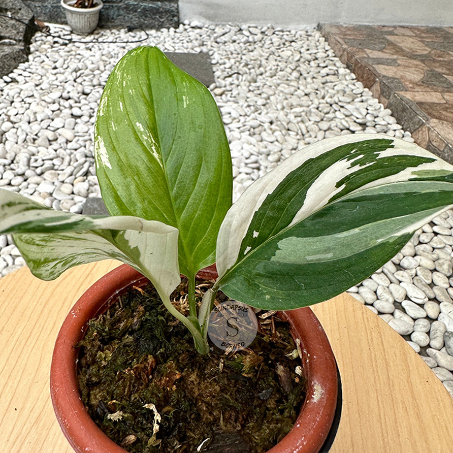 Scindapsus Porakenesis Albo - Scindapsus Borneo