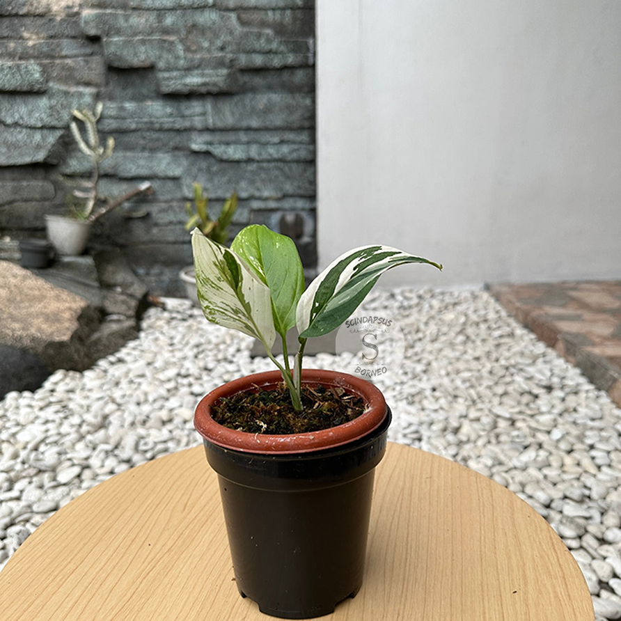 Scindapsus Porakenesis Albo
