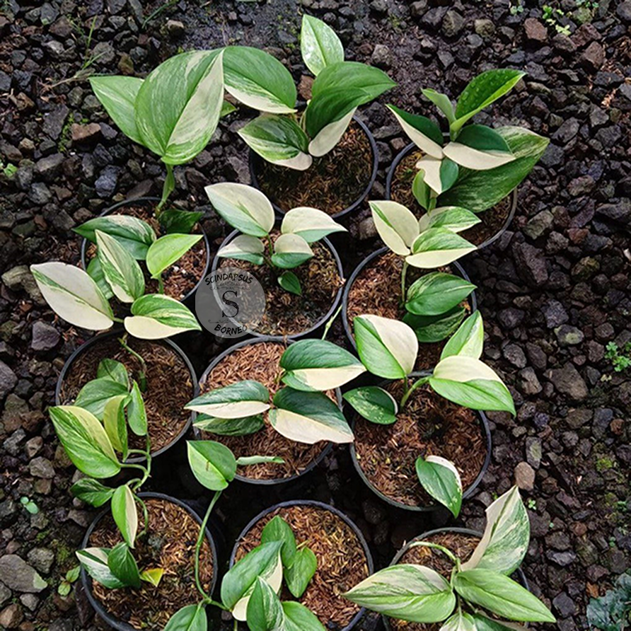 Scindapsus Rubicon Aurea - Scindapsus Borneo