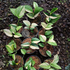 Scindapsus Rubicon Aurea - Scindapsus Borneo