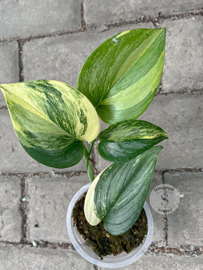 Scindapsus Rubicon Aurea