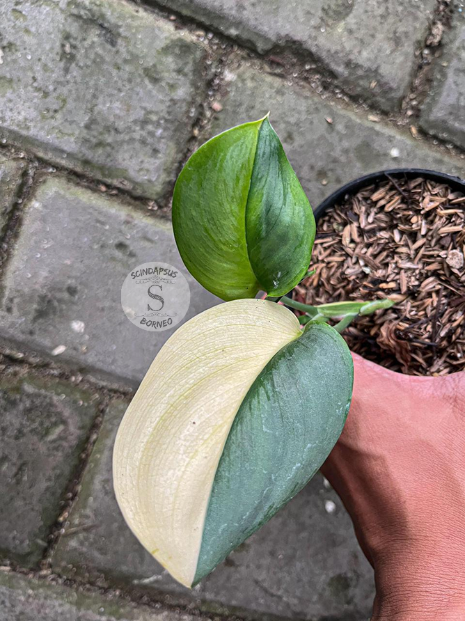 Scindapsus Rubicon Aurea