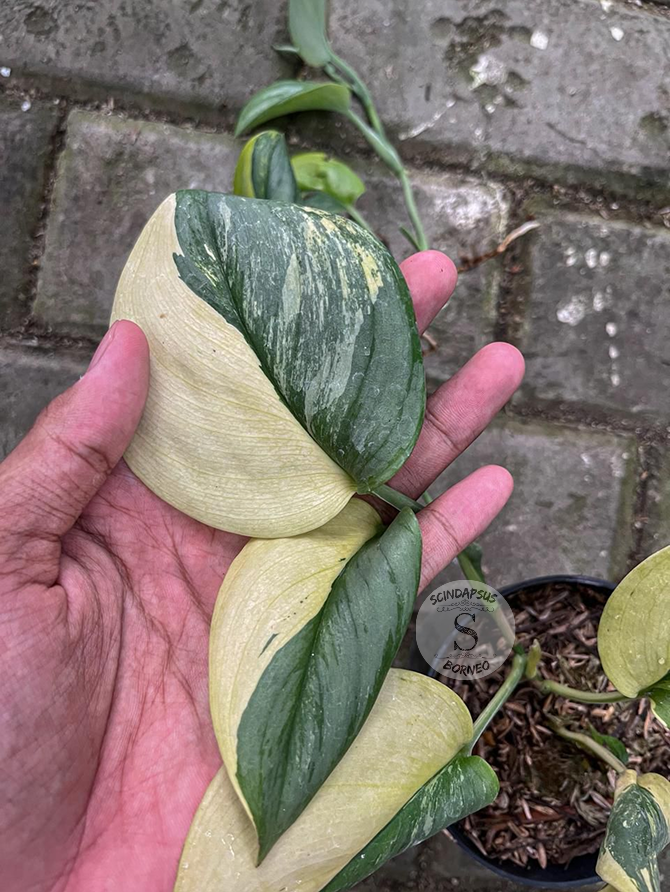 Scindapsus Rubicon Aurea