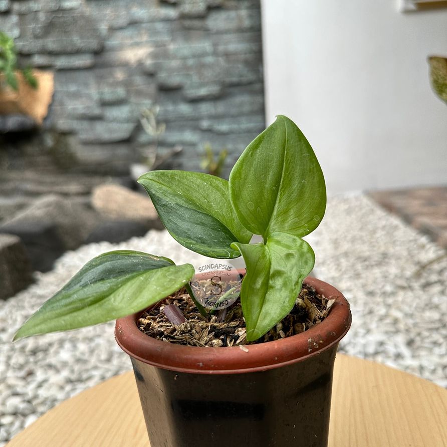 Scindapsus Rubicon Green On Green Variegata - Package 10x