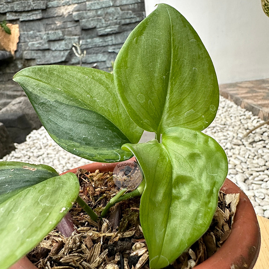 Scindapsus Rubicon Green On Green Variegata - Scindapsus Borneo