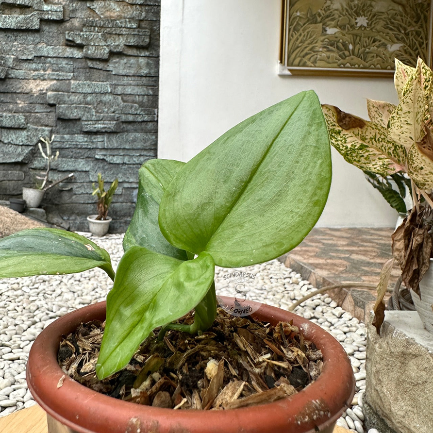 Scindapsus Rubicon Green On Green Variegata - Package 10x