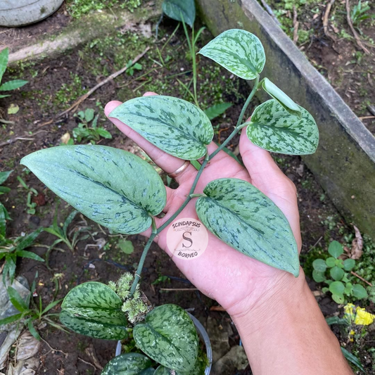 Scindapsus Silver Army Mutation Silver