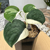 Scindapsus Silver Knight Jung Jung Buih Variegata - Scindapsus Borneo