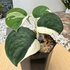 Scindapsus Silver Knight Jung Jung Buih Variegata - Scindapsus Borneo
