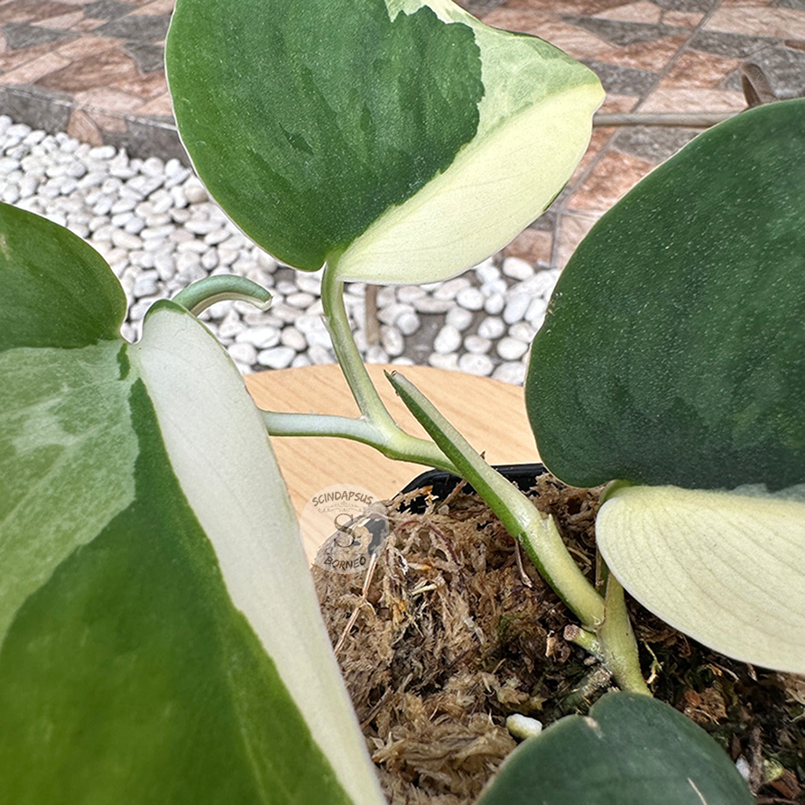 Scindapsus Silver Knight Jung Jung Buih Variegata - Scindapsus Borneo