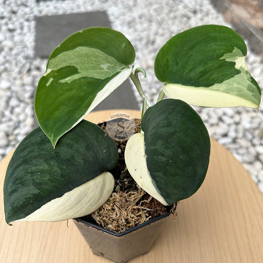 Scindapsus Silver Knight Jung Jung Buih Variegata - Scindapsus Borneo