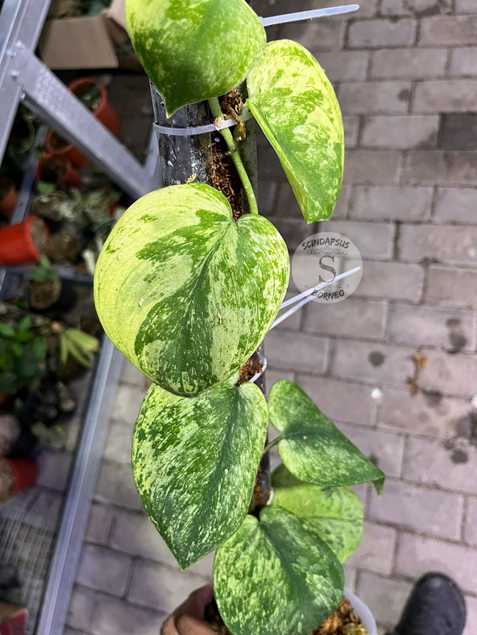 Scindapsus Silver Knight Yellow Cream Var - Best Selected - Scindapsus Borneo