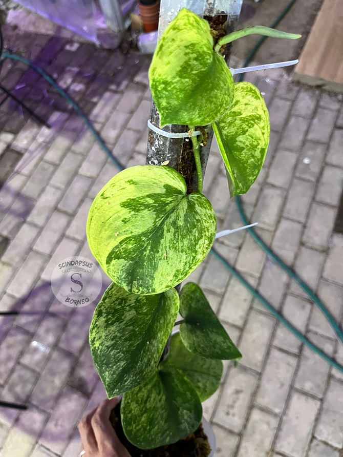 Scindapsus Silver Knight Yellow Cream Var - Best Selected