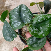 Scindapsus Silver Princes Tricolor - Scindapsus Borneo