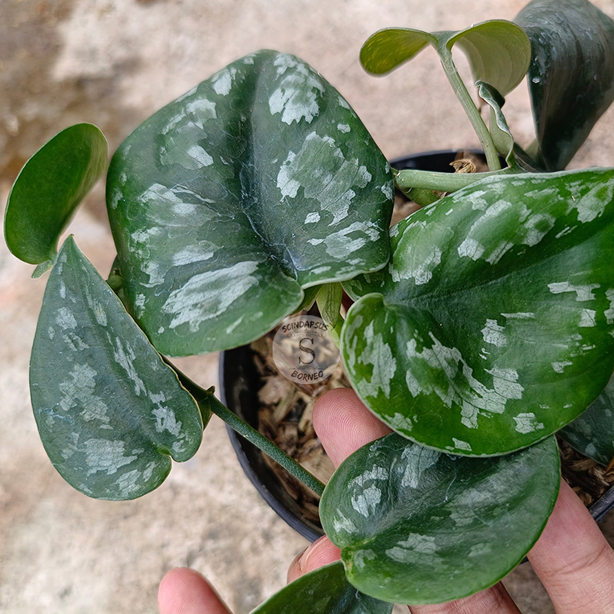 Scindapsus Silver Princes Tricolor - Scindapsus Borneo