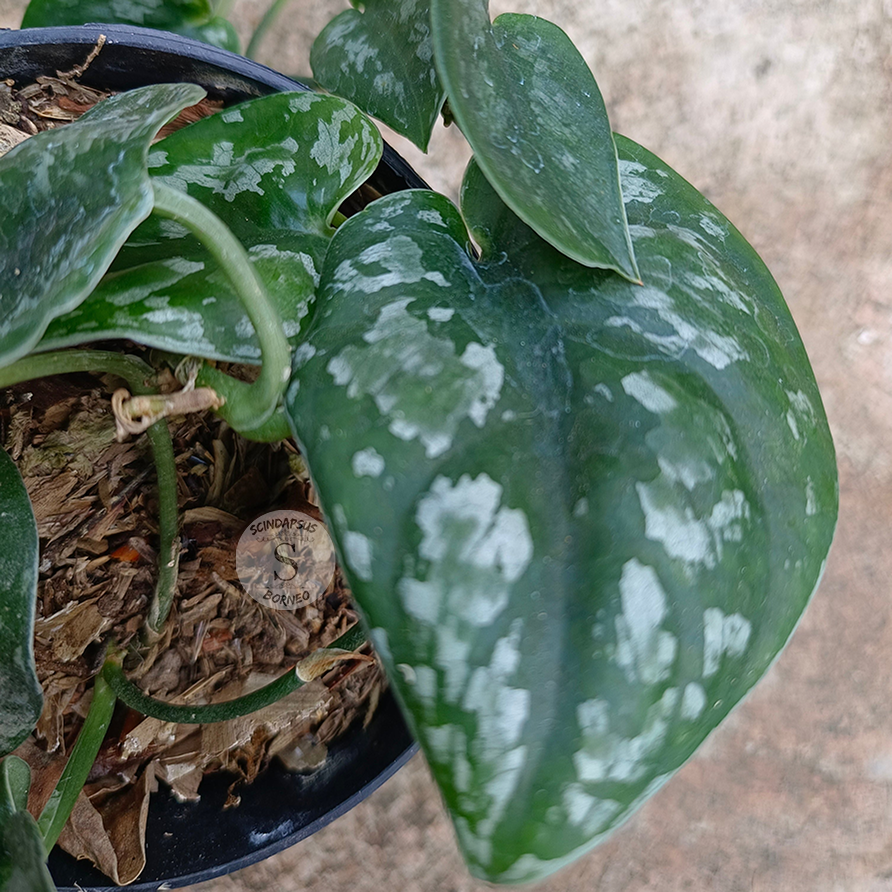 Scindapsus Silver Princes Tricolor - Scindapsus Borneo