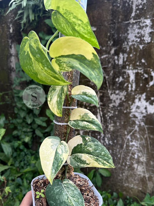 Scindapsus Silver Splash Neon - Best Selected