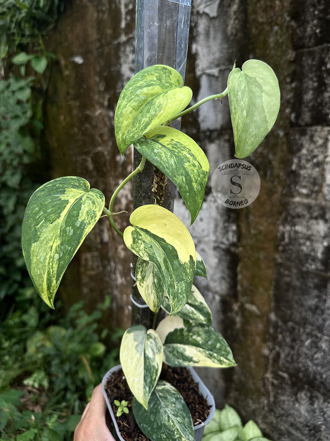 Scindapsus Silver Splash Neon - Best Selected - Scindapsus Borneo