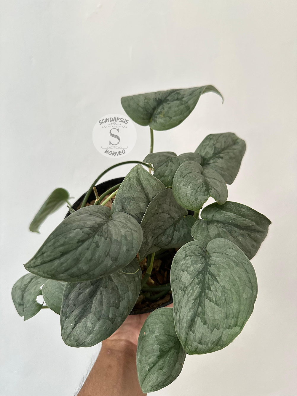 Scindapsus Silver Spot - Best Selected - Scindapsus Borneo