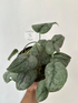 Scindapsus Silver Spot - Best Selected - Scindapsus Borneo