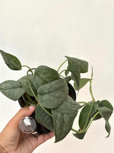 Scindapsus Silver Spot - Best Selected - Scindapsus Borneo