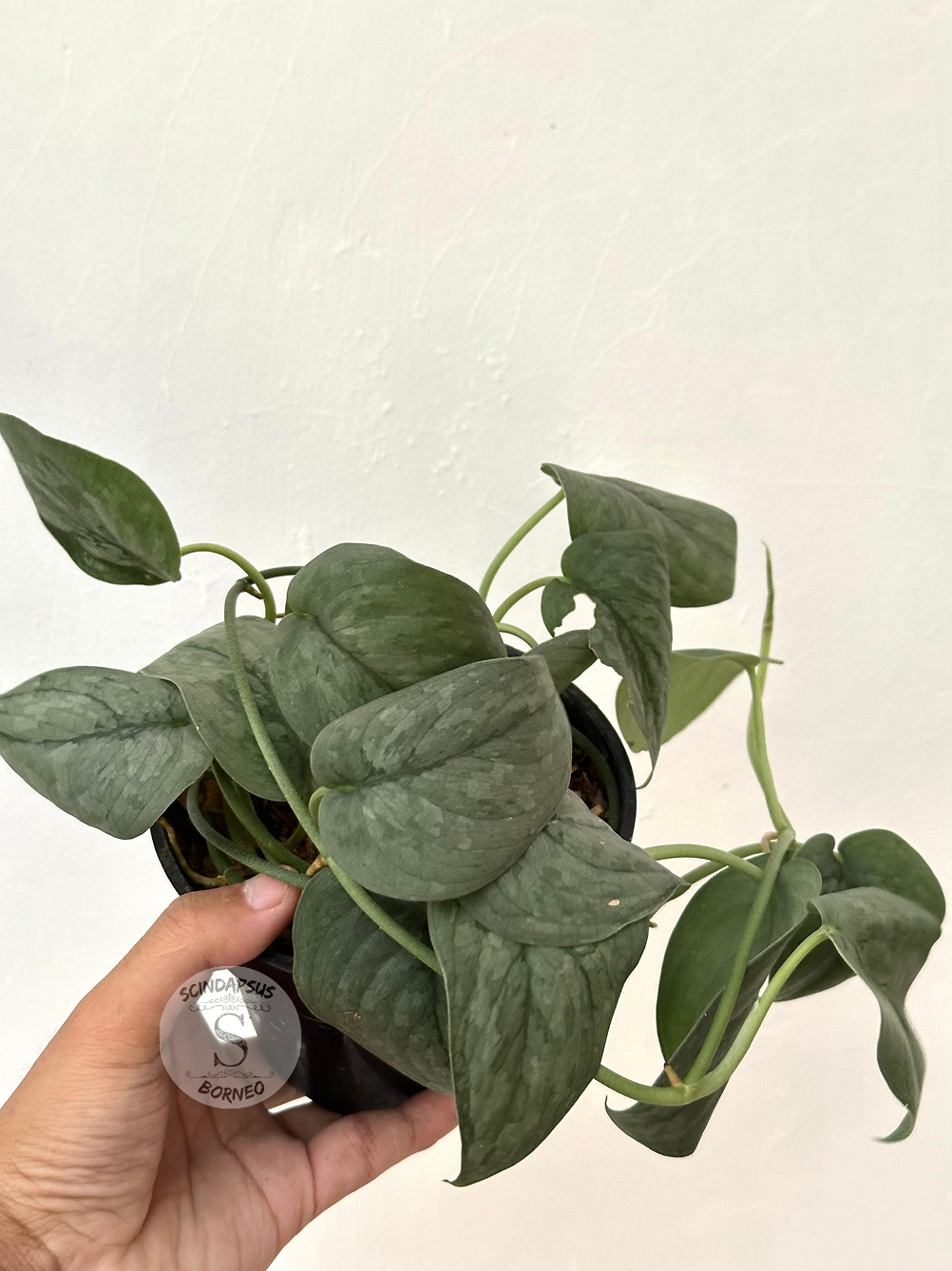 Scindapsus Silver Spot - Best Selected - Scindapsus Borneo