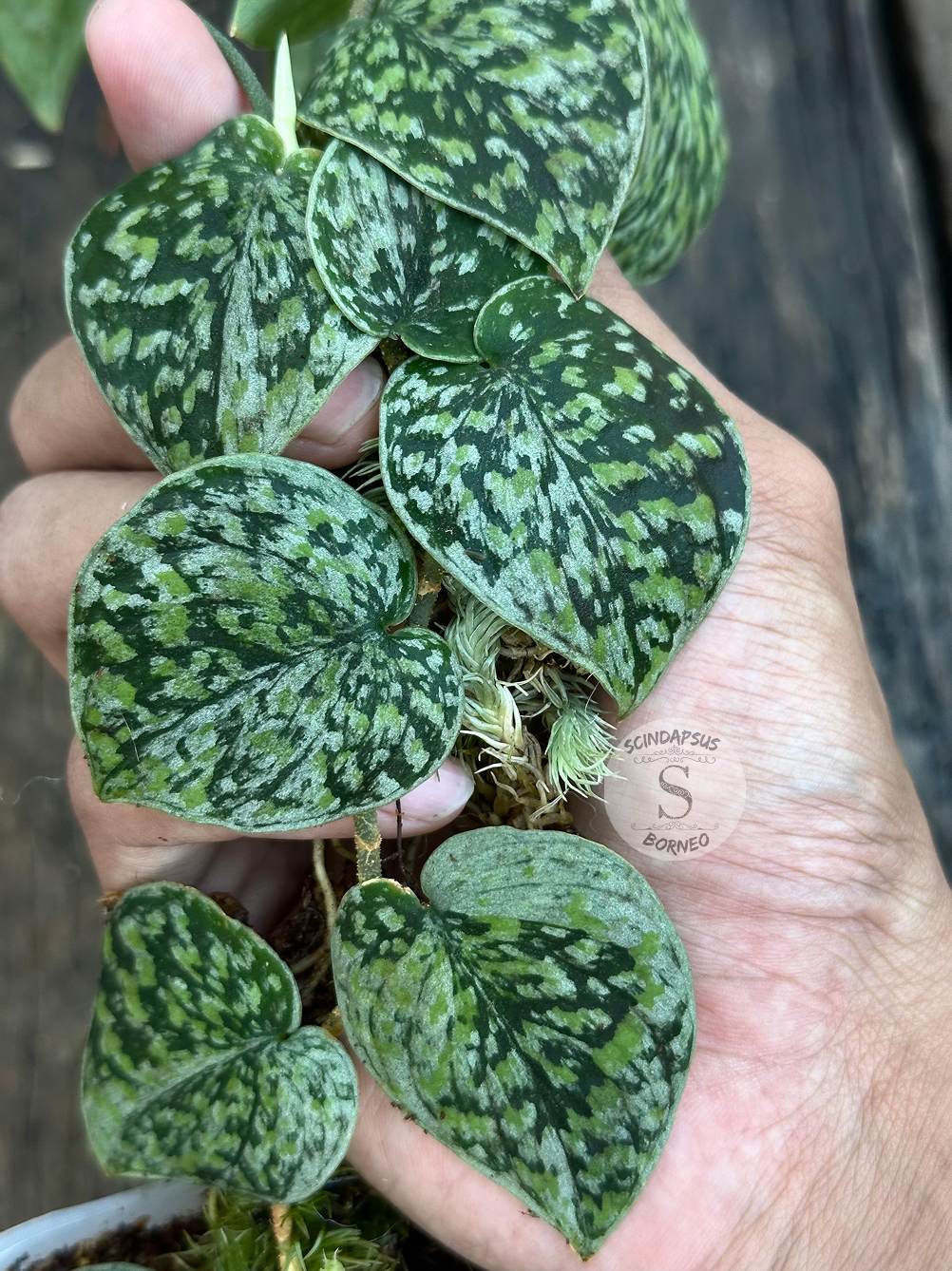 Scindapsus Snow Flake Mutation 1 - Best Selected - Scindapsus Borneo