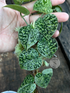 Scindapsus Snow Flake Mutation 1 - Best Selected - Scindapsus Borneo
