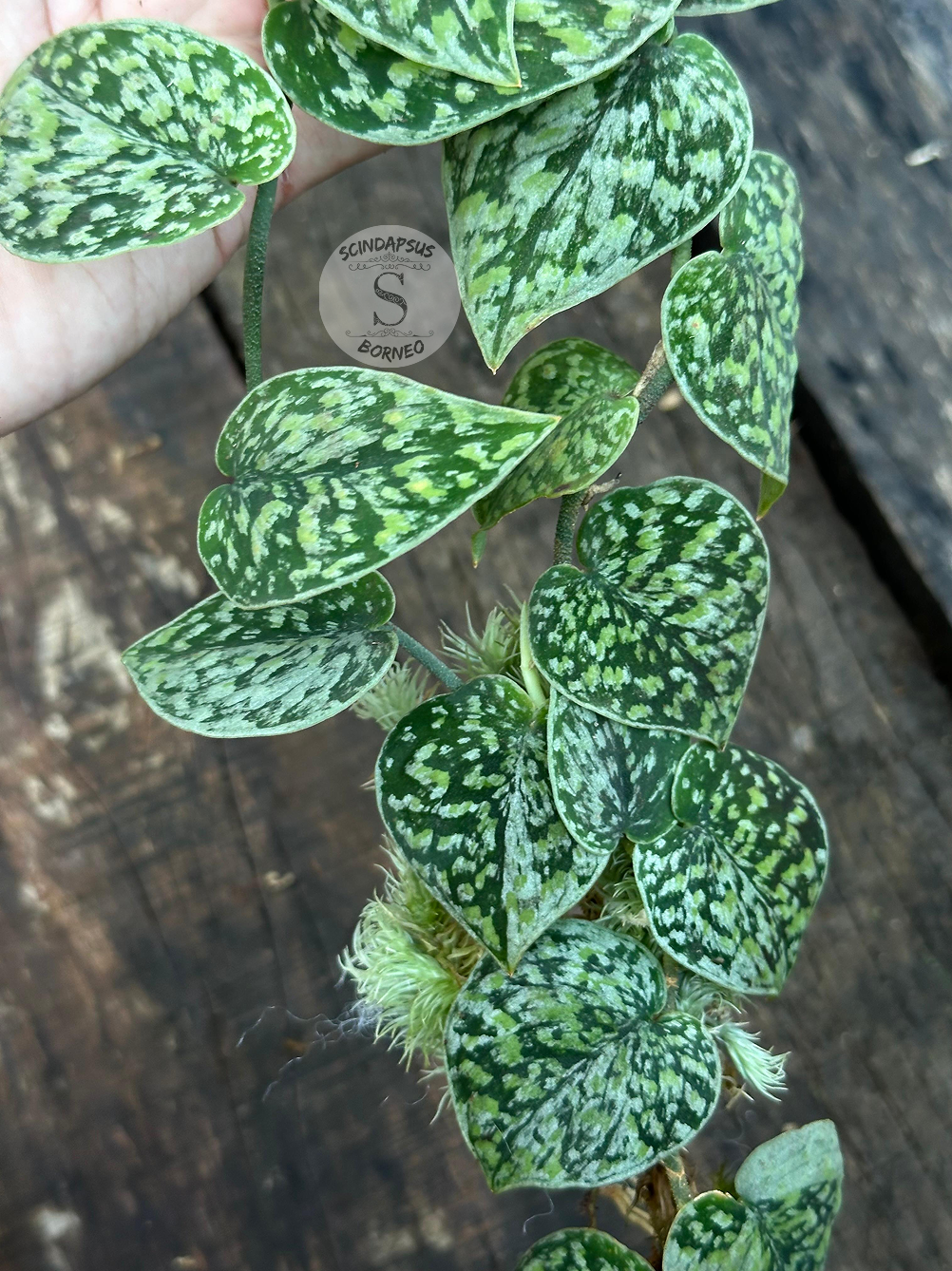 Scindapsus Snow Flake Mutation 1 - Best Selected - Scindapsus Borneo