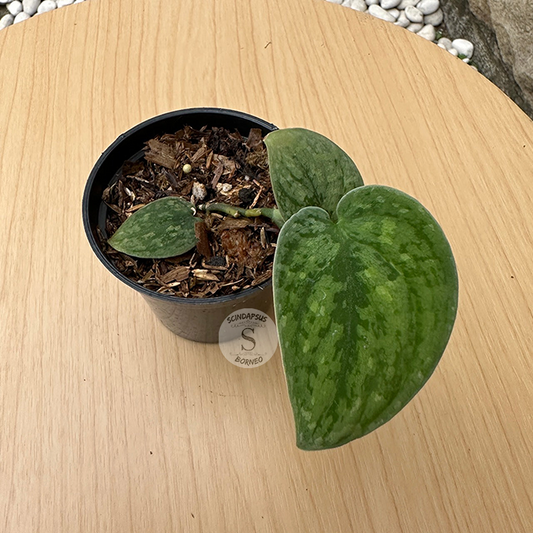 Scindapsus Snowflex