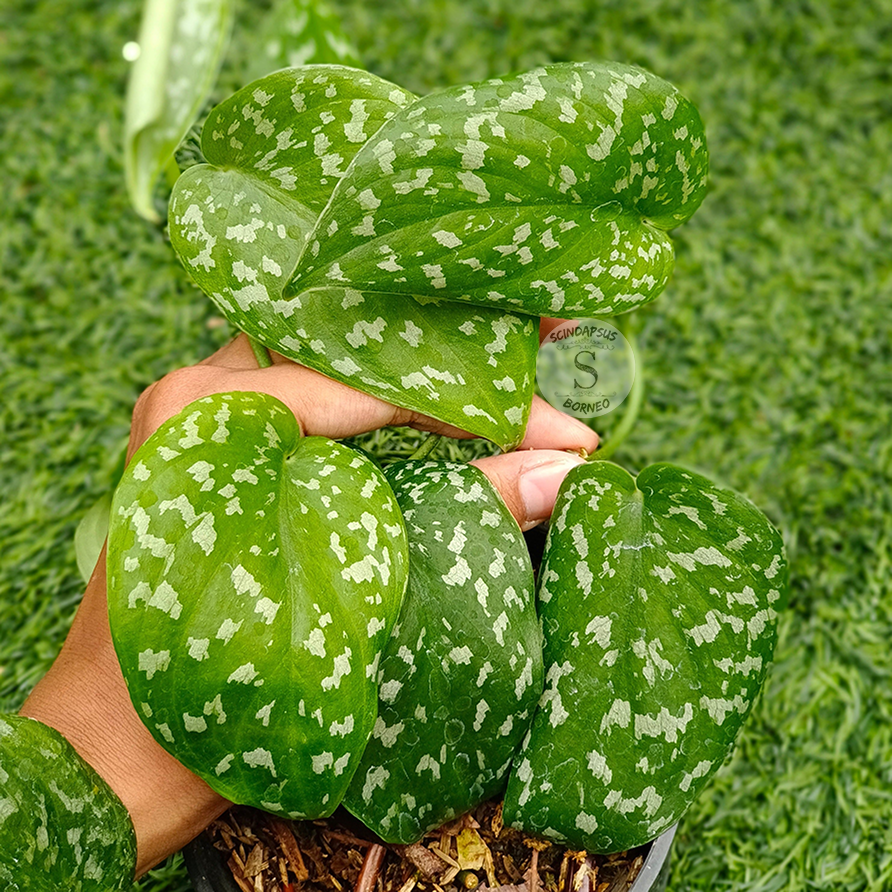 Scindapsus Sp Jigsaw Green Paturn - Scindapsus Borneo
