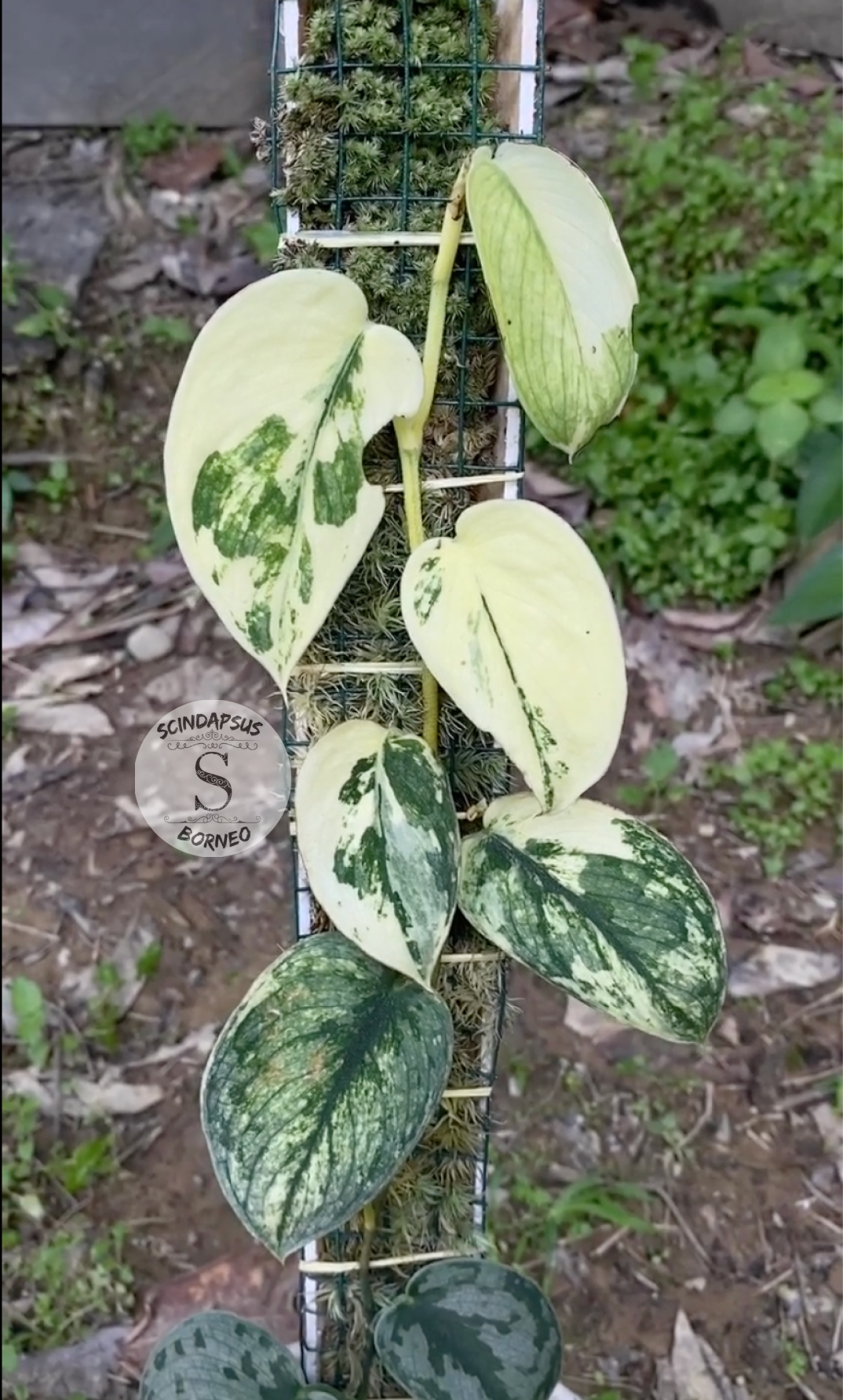 Scindapsus Sparkling Varigata Kunzo - Package 10x