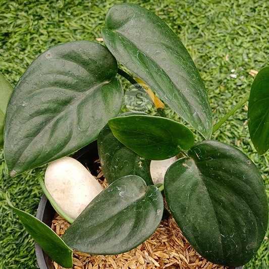 Scindapsus Treubi Monlight Black