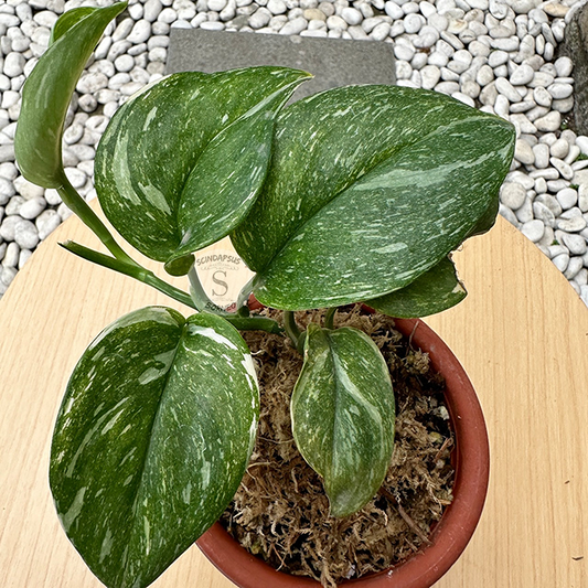 Scindapsus Treubi Monlight Galaxy