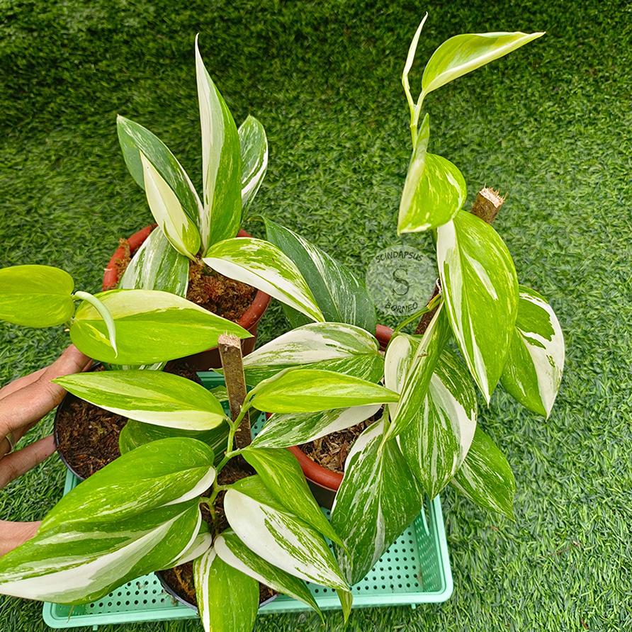 Scindapsus Treubi Moonlight Narrow Foam - Scindapsus Borneo
