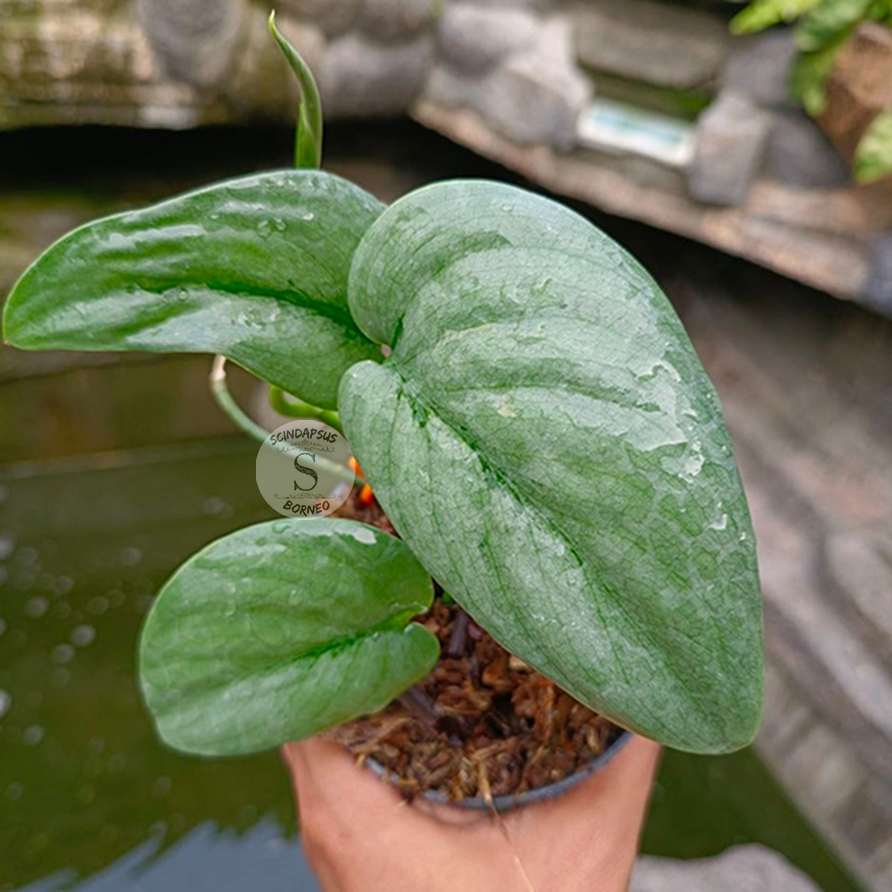 Scindapsus Treubi Platinum Silver Borneo
