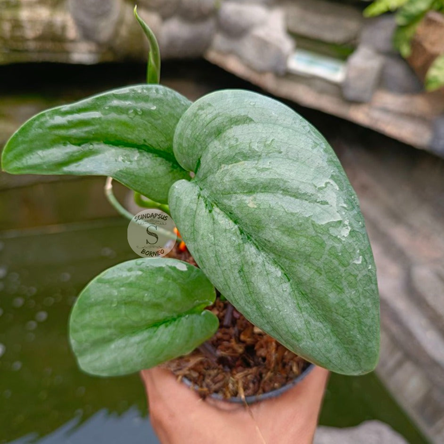 Scindapsus Treubi Platinum Silver Borneo - Package 30x