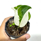 Scindapsus Treubii Moonlight Albo - Scindapsus Borneo