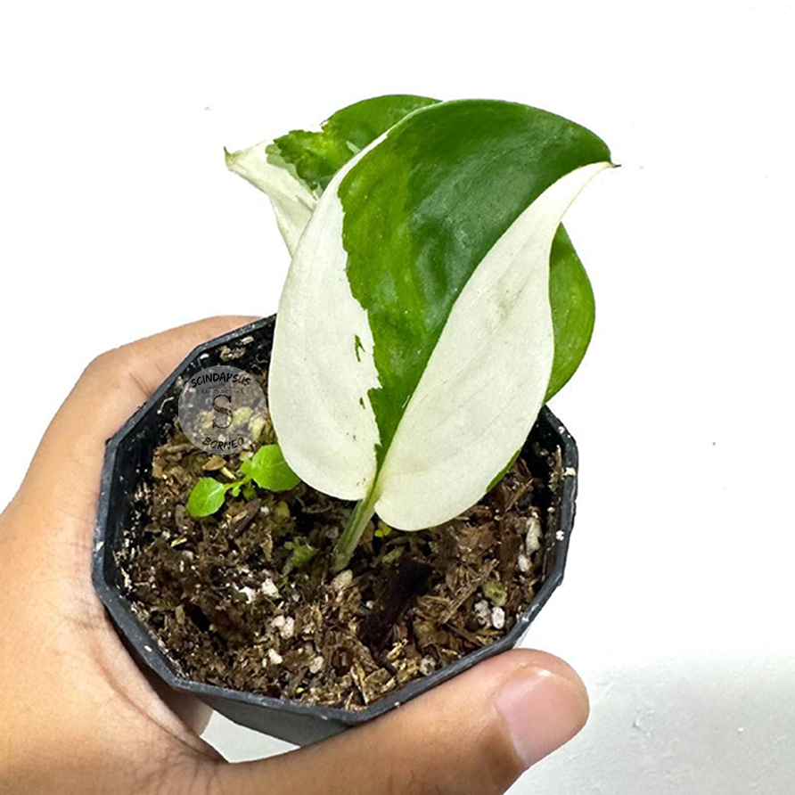 Scindapsus Treubii Moonlight Albo - Scindapsus Borneo