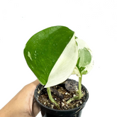 Scindapsus Treubii Moonlight Albo - Scindapsus Borneo