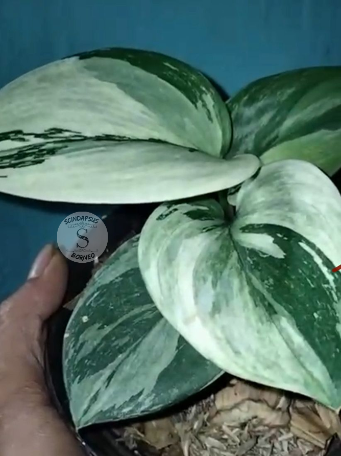 Scindapsus Treubii Moonlight Albo Round - Scindapsus Borneo