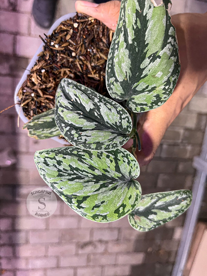Scindapsus Tricolor 2 - Best Selected - Scindapsus Borneo