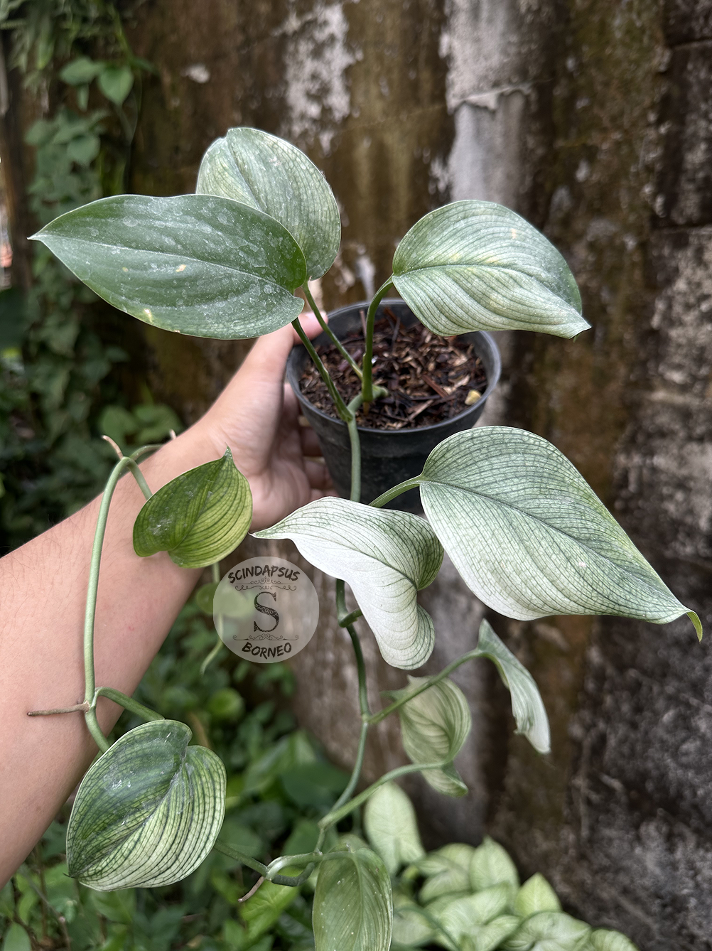 Scindapsus White Monster - Best Selected - Scindapsus Borneo