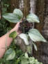 Scindapsus White Monster - Best Selected - Scindapsus Borneo