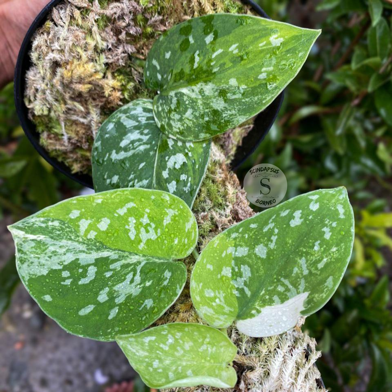 Scindapsus agryrarius tricolor - Scindapsus Borneo
