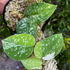 Scindapsus agryrarius tricolor - Scindapsus Borneo