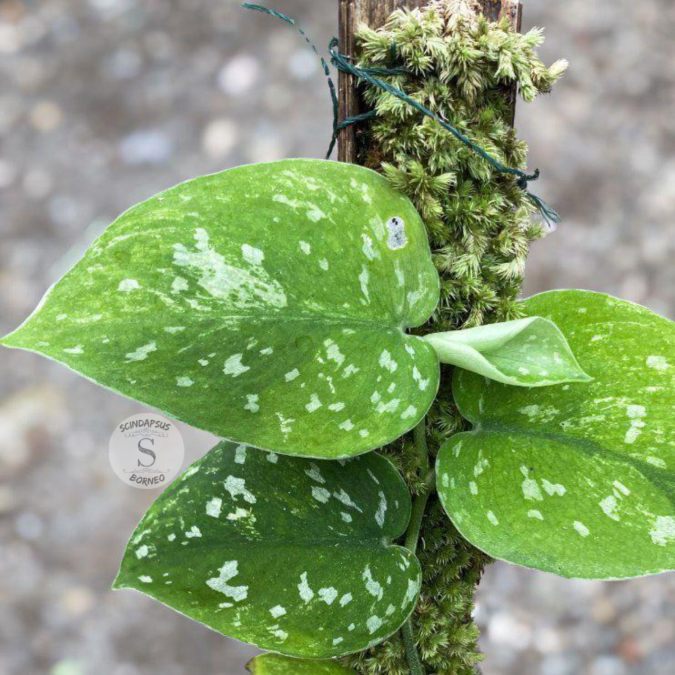 Scindapsus agryrarius tricolor gog