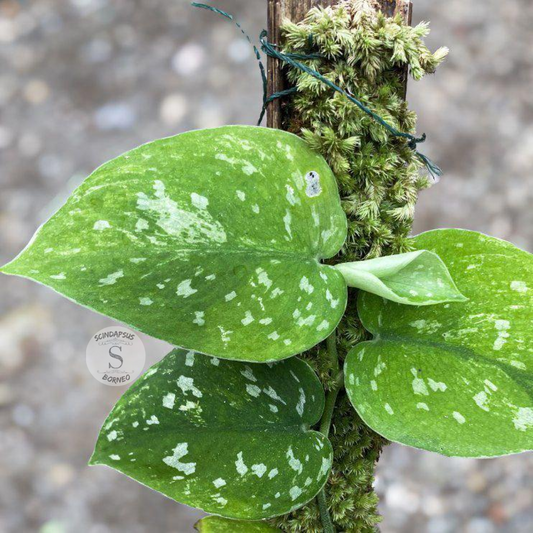 Scindapsus agryrarius tricolor gog