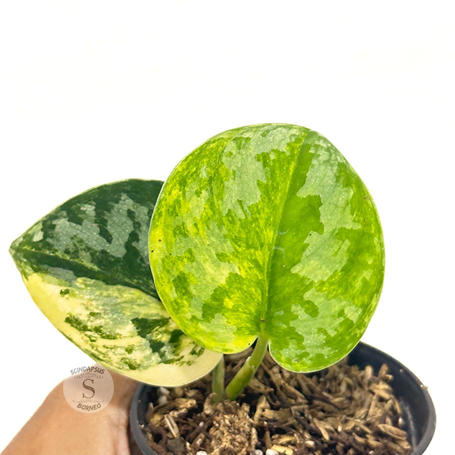 Scindapsus bakudapati - Scindapsus Borneo